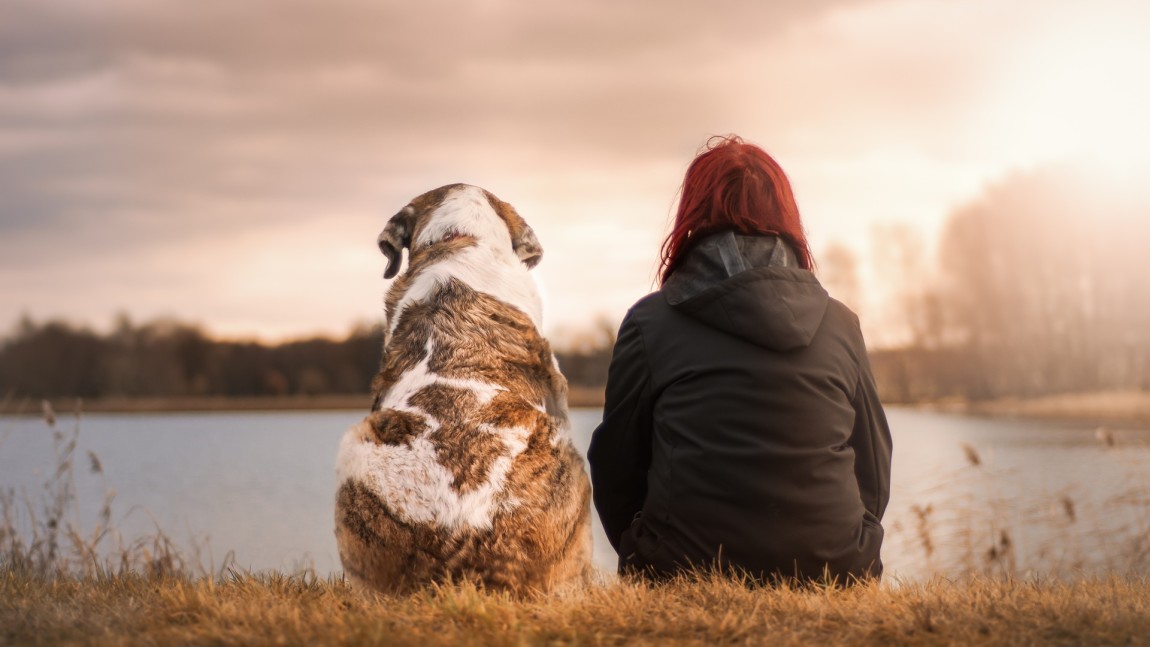 (Italiano) LEGALE – Affido degli animali d’affezione in caso di separazione dei coniugi